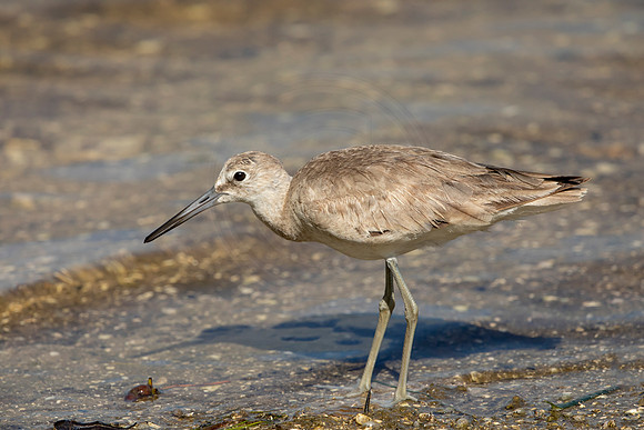 143 shorebird (6F3A6560) April 15, 2021