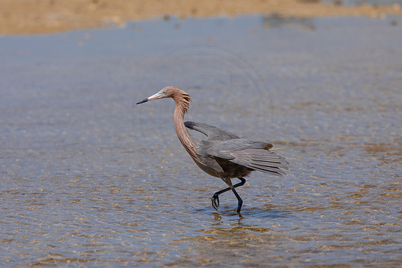 246 reddish egret (6F3A7274) April 15, 2021
