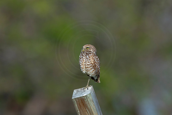 556 burrowing owl (6F3A0045) April 17, 2021
