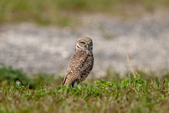 872 burrowing owl (6F3A2159) April 17, 2021