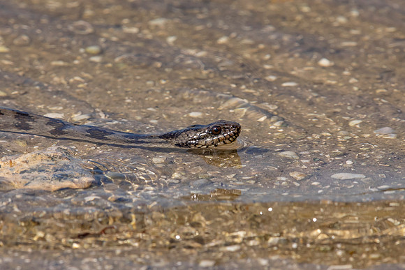 206 snake (6F3A6935) April 15, 2021