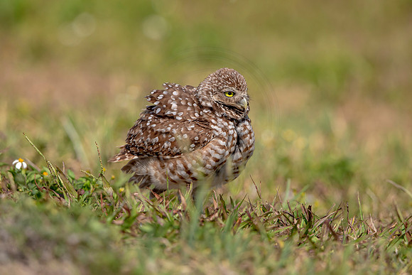 891 burrowing owl (6F3A2332) April 17, 2021