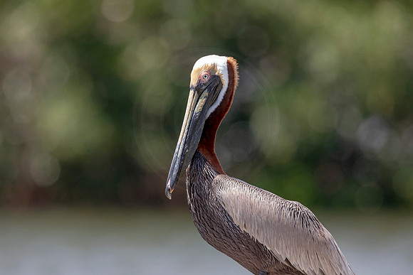 308 pelican (6F3A8000) April 15, 2021