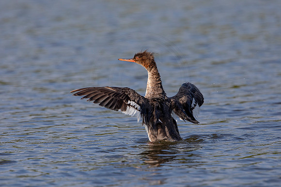 74 duck (6F3A5671) April 15, 2021