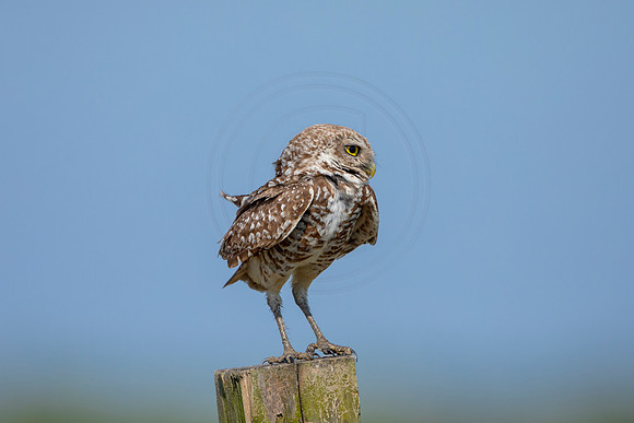 931 burrowing owl (6F3A2539) April 17, 2021