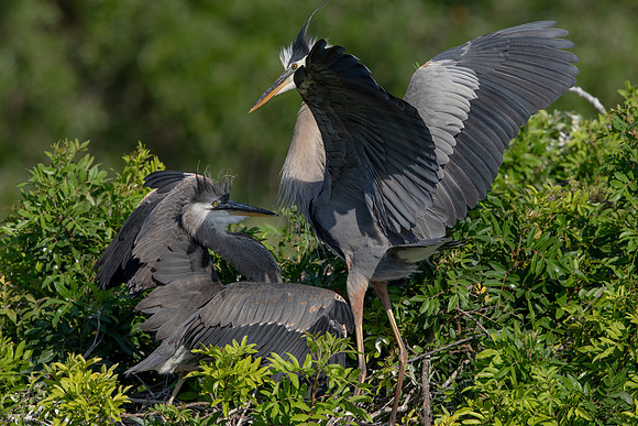 983 gbh (6F3A2992) April 18, 2021
