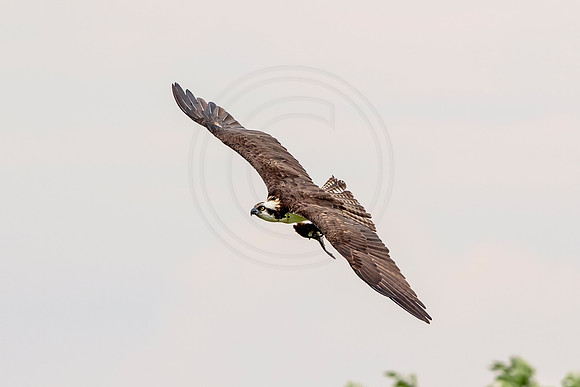 Osprey in Crown Point