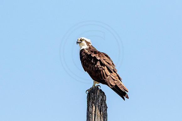Osprey in Crown Point