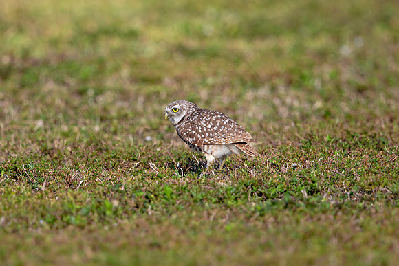 578 burrowing owl (6F3A0204) April 17, 2021
