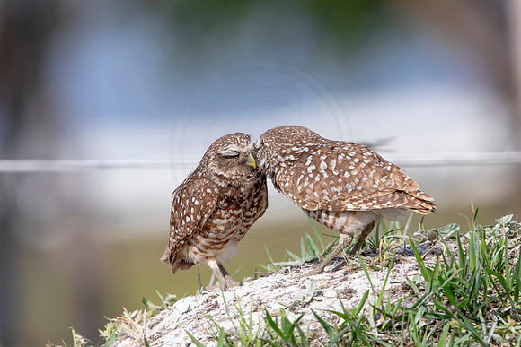 587 burrowing owl (6F3A0324) April 17, 2021