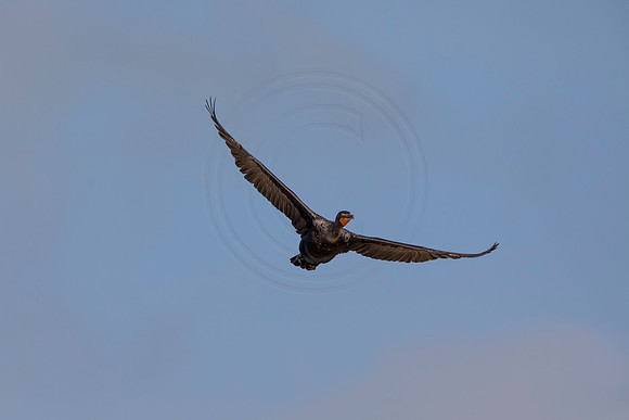 158 cormorant (6F3A6617) April 15, 2021