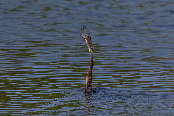 1081 cormorant (6F3A3941) April 18, 2021