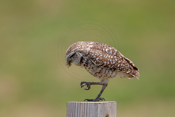 739 burrowing owl (6F3A1461) April 17, 2021