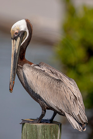 414 pelican (6F3A8635) April 15, 2021