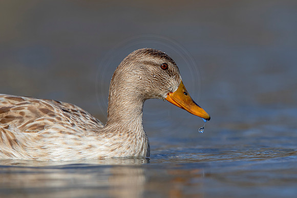 325 mallard (AF3A4845) March 20, 2021